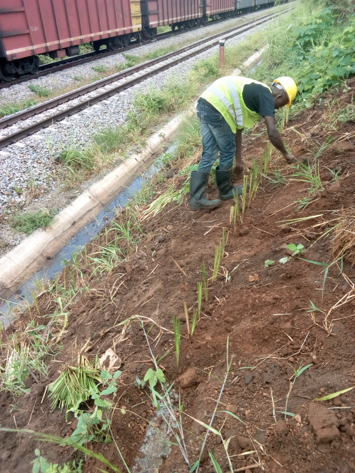Implantação de cobertura vegetal no talude